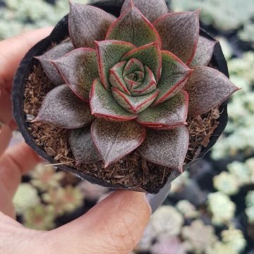 Sen đá bông hồng đen