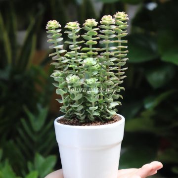 Sen đá xiên thịt