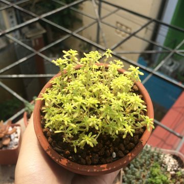 Sedum dạ quang