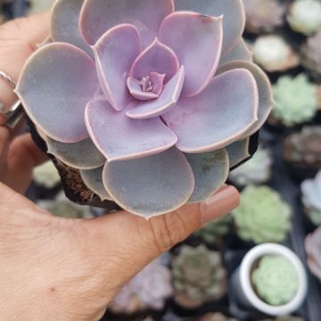 Sen đá hồng dâu