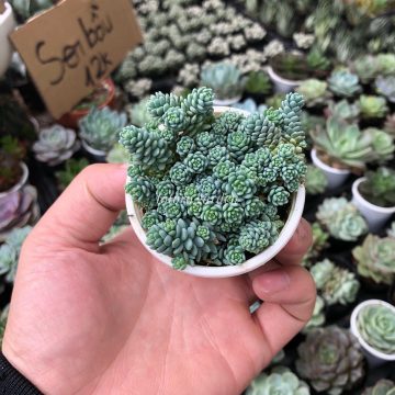 Sedum hoa hồng