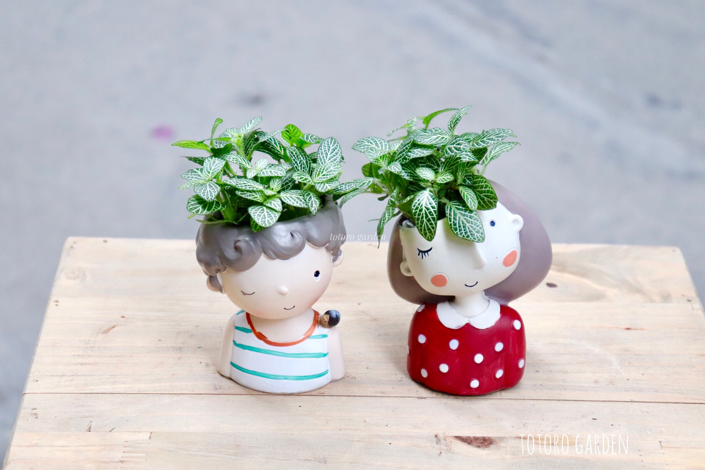 Cây Cẩm Nhung (Cây May Mắn, Fittonia) – Totoro Garden